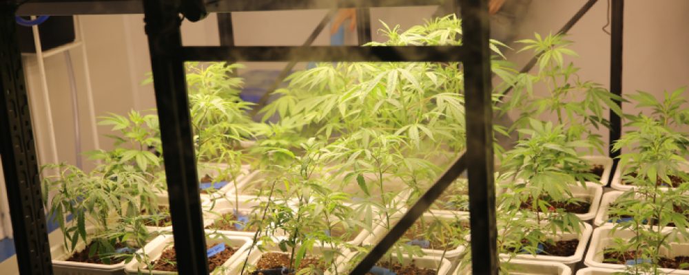 cannabis-leaves-growing-medical-marijuana-cultiva-2026-01-07-06-58-49-utc (1)